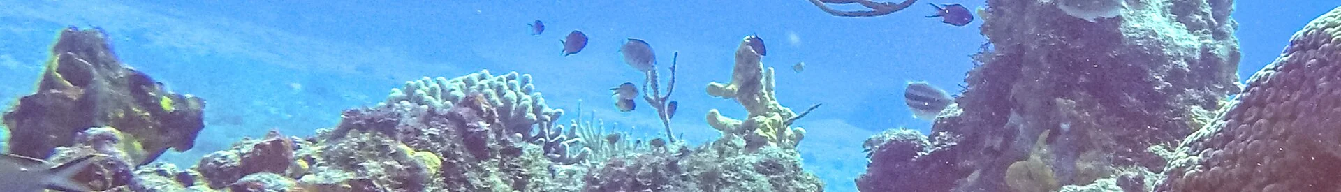 Pecio hundido — buceo Sisal